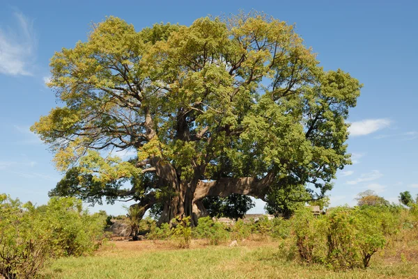 Africký strom s názvem sýrař — Stock fotografie