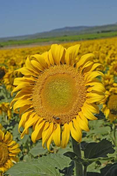 Câmp de floarea-soarelui — Fotografie, imagine de stoc