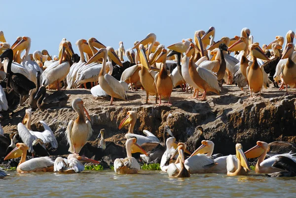Pelican island — Stock Photo, Image