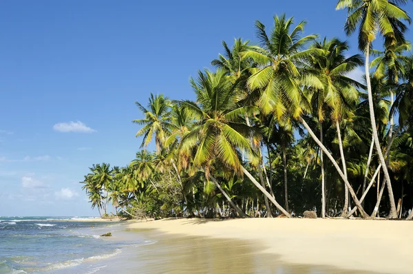 Kokosnötter palm — Stockfoto