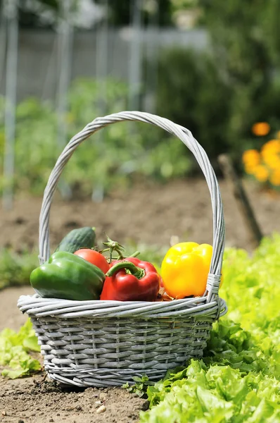 Vegetables gerden — Stock Photo, Image