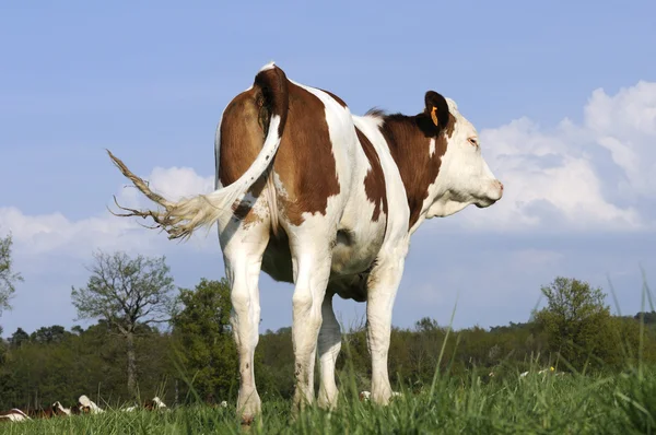 Mjölkko i betesmark — Stockfoto