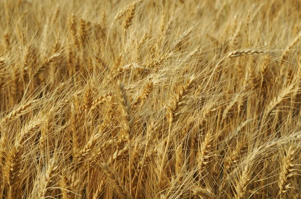 stock image Wheat field