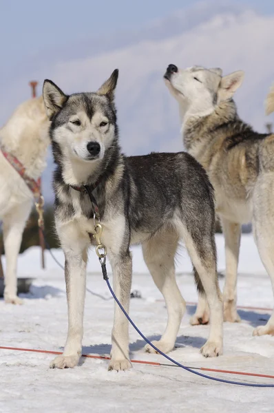 Tre hundar i snön — Stockfoto