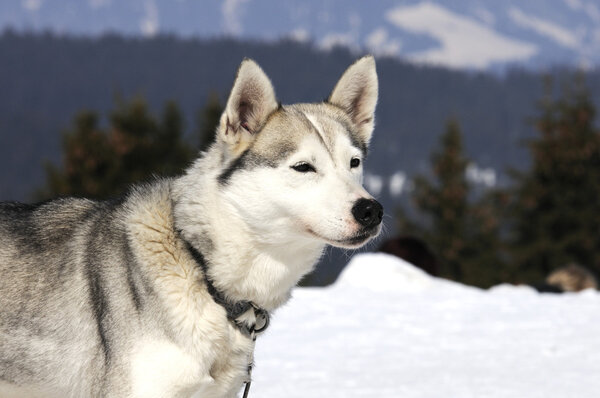 Хаски-аляскинская собака
