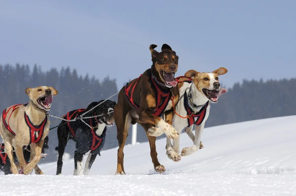 Sportovní psy v hoře — Stock fotografie