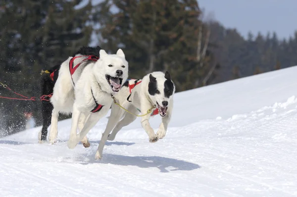 Sportig hund i berget — Stockfoto