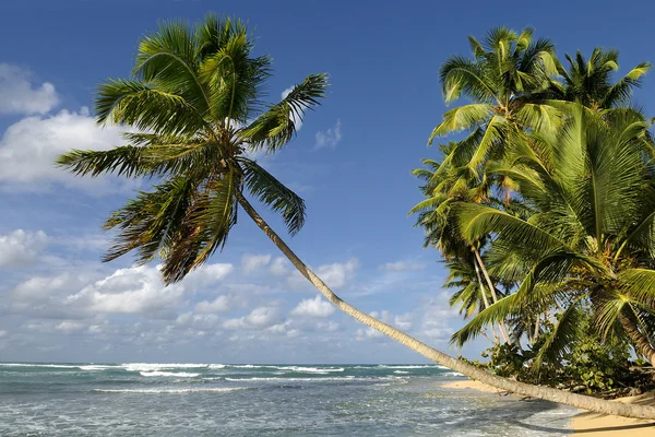 Caraibean beach — Stock Photo, Image