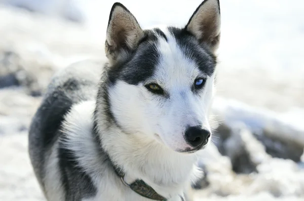 Хаски-аляскинская собака — стоковое фото