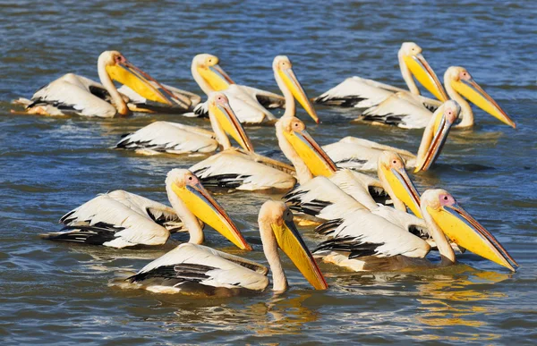 Stock image Pelicans