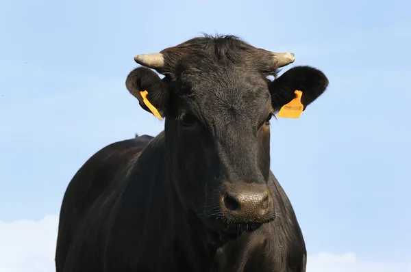 Ангус бык, стоящий в юной мудрой кисти — стоковое фото