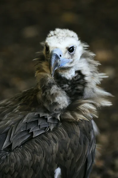 Eurasian black vulture — Stock Photo, Image