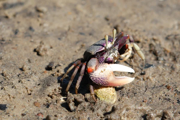 stock image Ghost crab