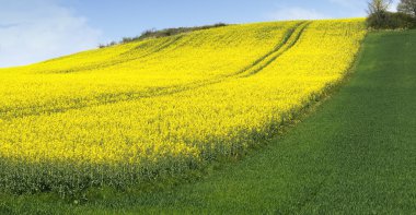 Culture of canola clipart