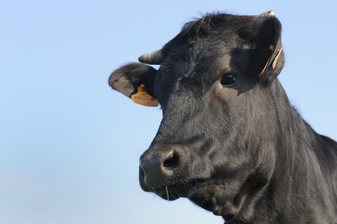 Angus bull standing in young sagebrush clipart