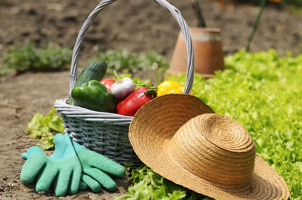 Trädgård grönsaker — Stockfoto