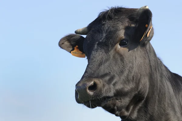 Ангус бык, стоящий в юной мудрой кисти — стоковое фото
