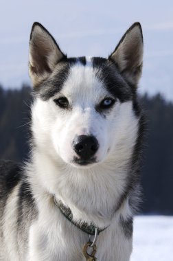 Husky dog portrait clipart