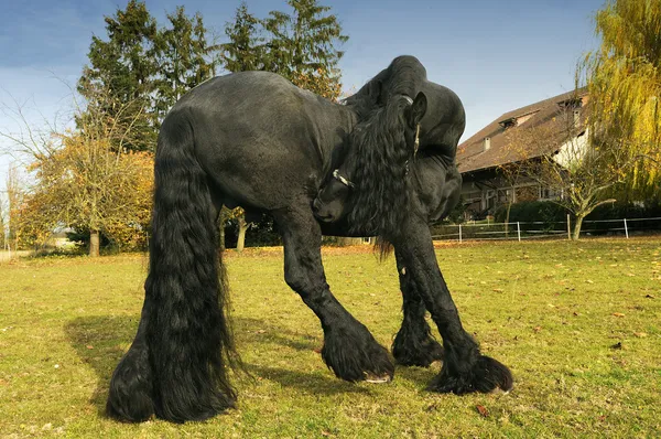 Fríský kůň — Stock fotografie