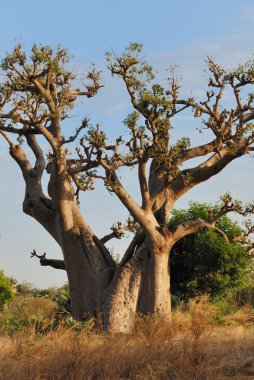 Baobabs in savanna. clipart