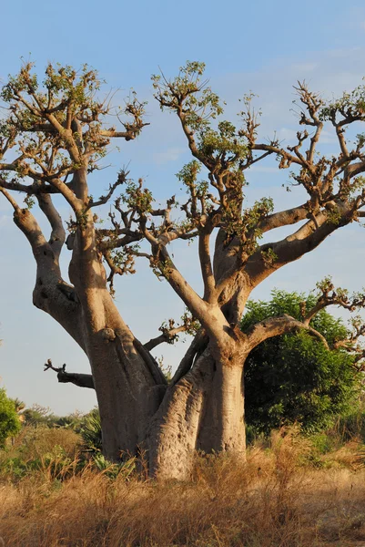 Baobabs i savanna. — Stockfoto