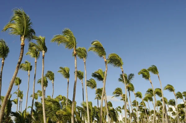 Orzechy kokosowe palmy — Zdjęcie stockowe