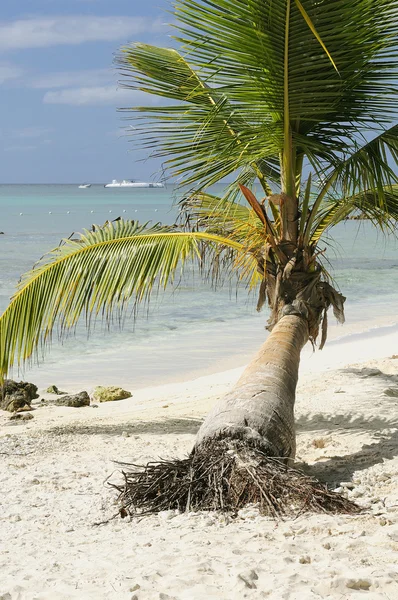 Kokosnötpalmer — Stockfoto