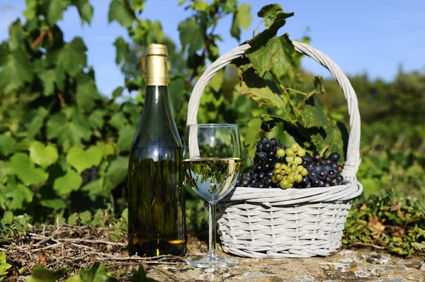 Урожай и вино — стоковое фото