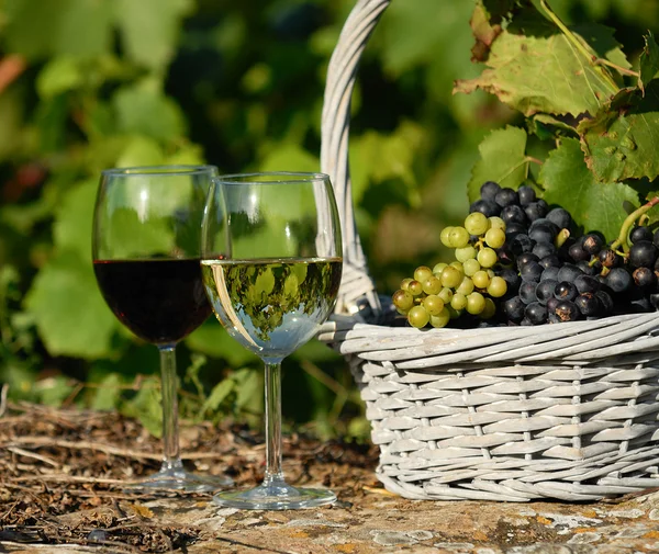 Врожаю і вина — стокове фото