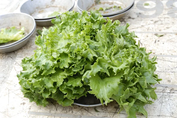 Folhas de salada fresca — Fotografia de Stock