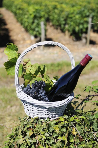 Récolte et vin — Photo