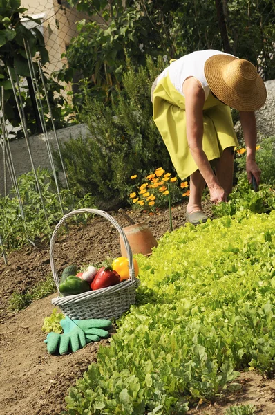 Žena je zahradničení — Stock fotografie