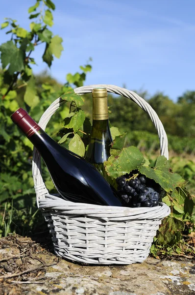 수확과 와인 — 스톡 사진