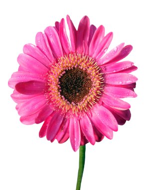 izole pembe gerbera