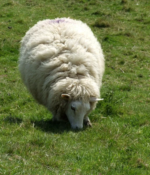 Owce w dziedzinie — Zdjęcie stockowe