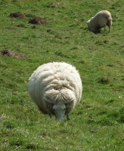 Sheep in Field — Stockfoto