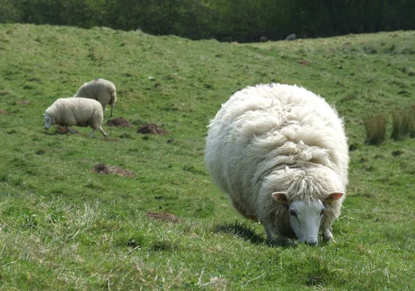 Πρόβατα στον τομέα Royalty Free Φωτογραφίες Αρχείου