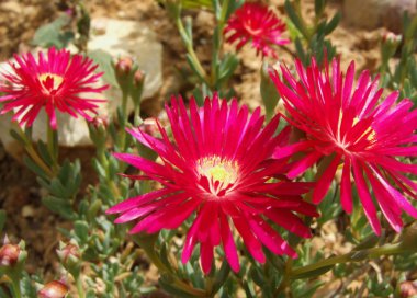 Red Ice Plant Flowers clipart