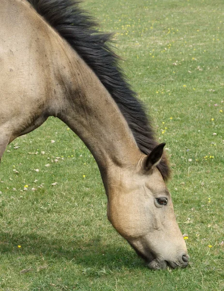 stock image New Forest Pony