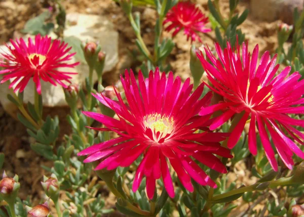 Red Ice Plant Flowers Stock Picture