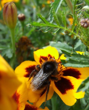 Bumble bee marigolds üzerinde