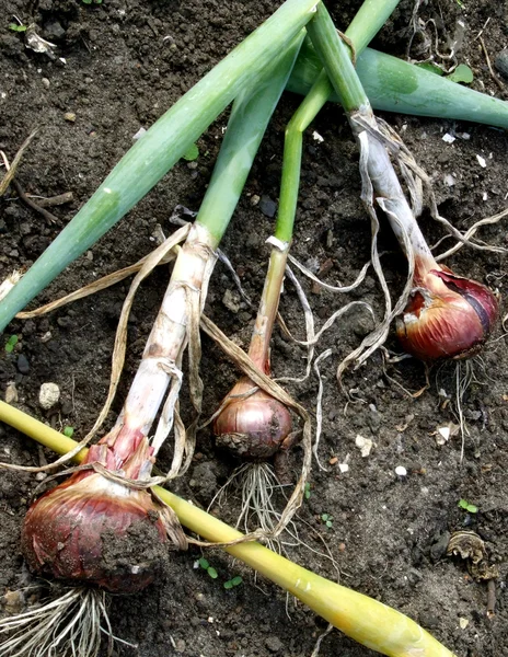 Harvested Onions — Stock Photo, Image