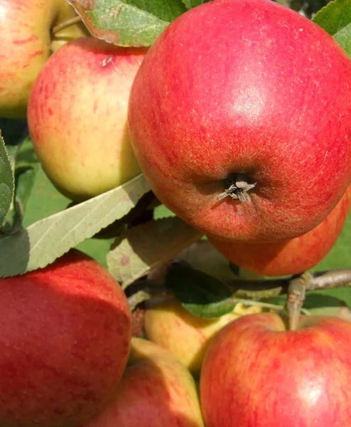 stock image Red Apples Closeup