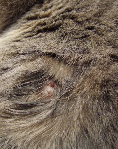 Wound on Cat Stock Picture