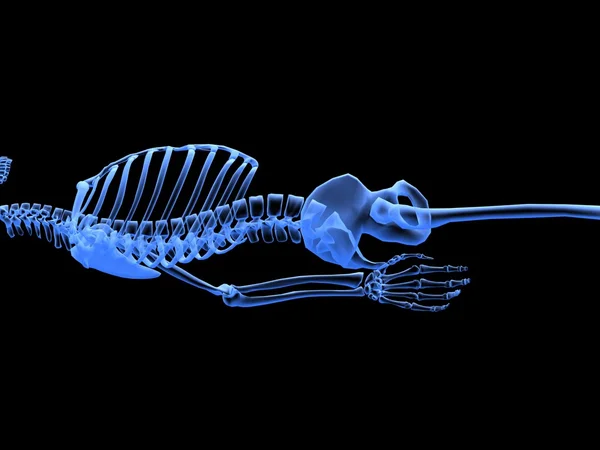 Uma imagem de perspectiva de raio-X de ossos . — Fotografia de Stock