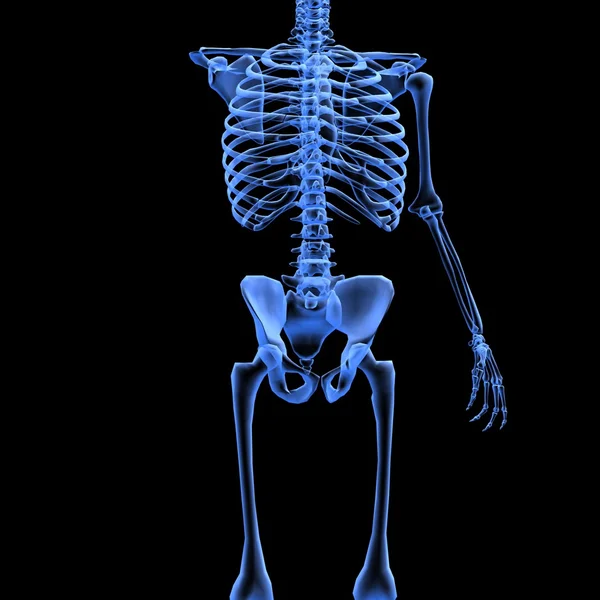 En skelett röntgen perspektiv bild. Stockfoto