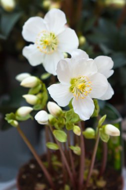 Snow-white anemones in a pot clipart