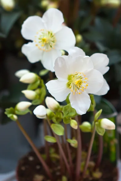 Snow-white anemones in a pot — Stockfoto