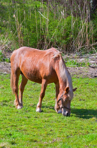 Коричневый конь в зеленом поле травы — стоковое фото