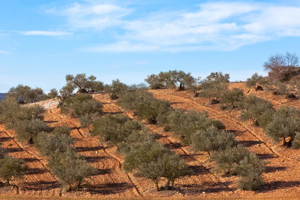 Plantáže olivovníků — Stock fotografie
